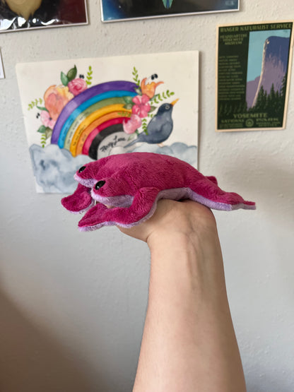 Pink Flat Frog