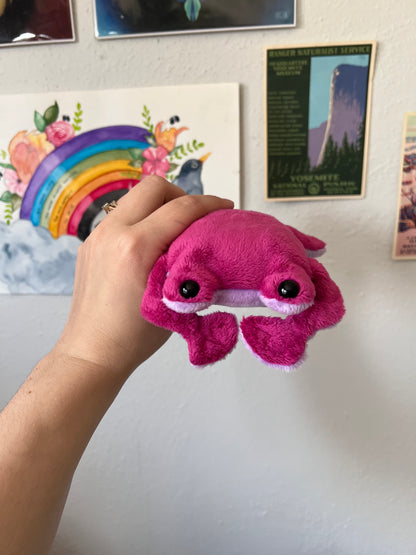 Pink Flat Frog